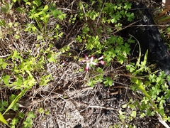 Fumaria muralis muralis