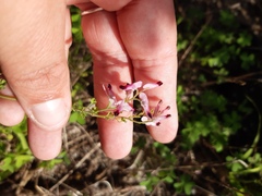 Fumaria muralis muralis