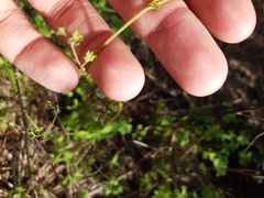 Fumaria muralis muralis