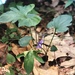 Northern Three-lobed Violet - Photo (c) Graham Buck, some rights reserved (CC BY-NC), uploaded by Graham Buck