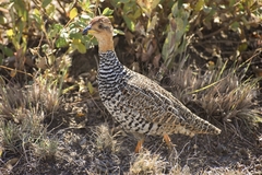 Campocolinus coqui coqui