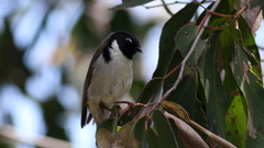Melithreptus affinis