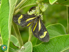 Cyllopodini