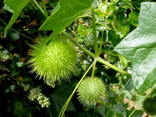 Marah fabacea