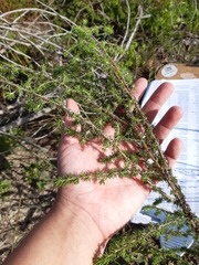 Aspalathus retroflexa