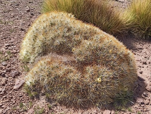 Maihueniopsis glomerata