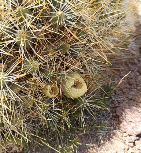Maihueniopsis glomerata