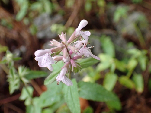 Image of Stachys floridana by (c) Peter Burka, some rights reserved (CC BY-SA)