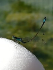 Ischnura elegans