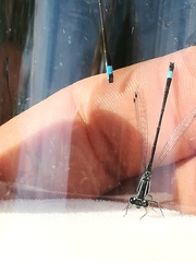 Ischnura elegans