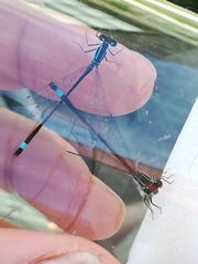 Ischnura elegans