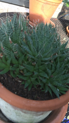 Haworthia