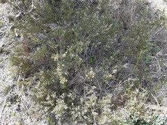 Phylica parviflora