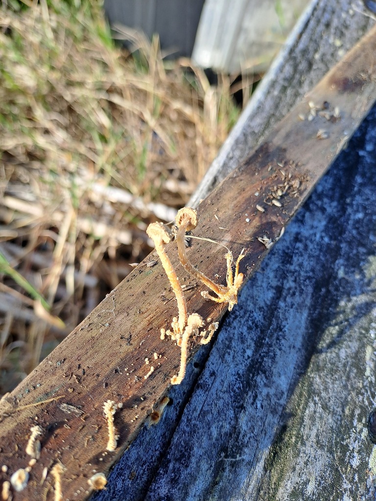 Pholiota subflammans · May 2025 · photo: © n_armstrong (iNaturalist, cc0)