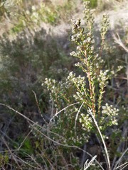 Phylica parviflora