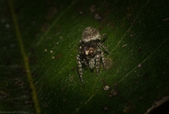 Paraphilaeus daemeli