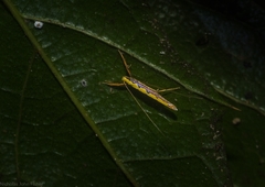 Cyphosticha pyrochroma