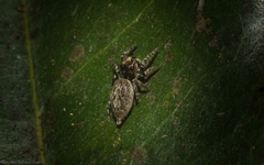 Paraphilaeus daemeli