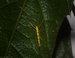 Cyphosticha pyrochroma