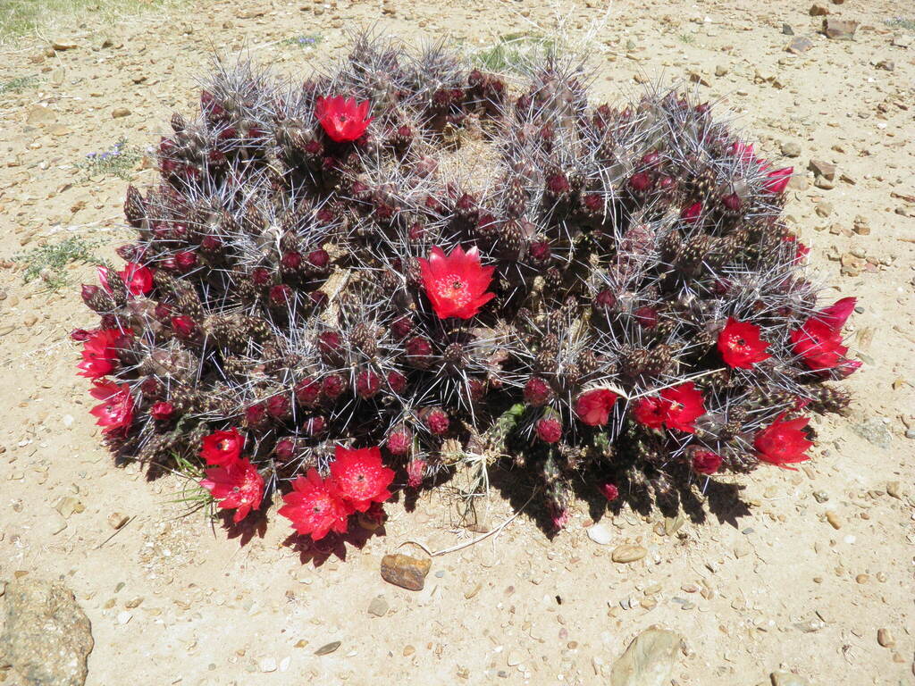 Tephrocactus nigrispinus, Modesto Omiste, Bolivia