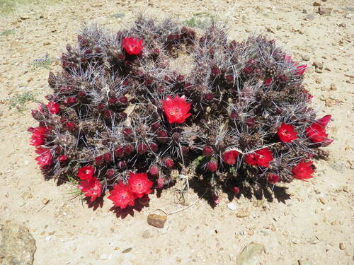 Tephrocactus nigrispinus