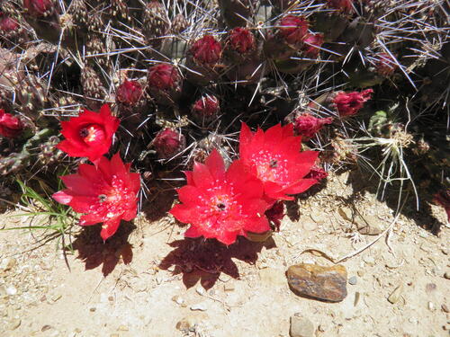 Tephrocactus nigrispinus