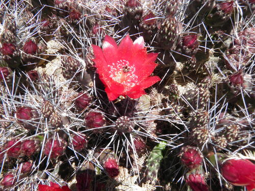 Tephrocactus nigrispinus