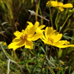Coreopsis palmata