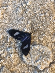 Euagra azurea