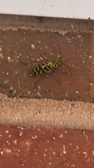 Megacyllene robiniae