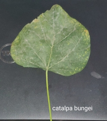 Catalpa bungei