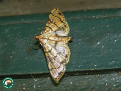 Azochis gripusalis