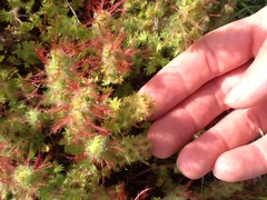 Acalypha radians