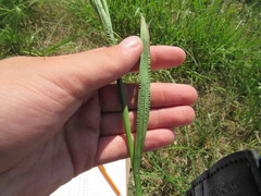 Paspalum laeve