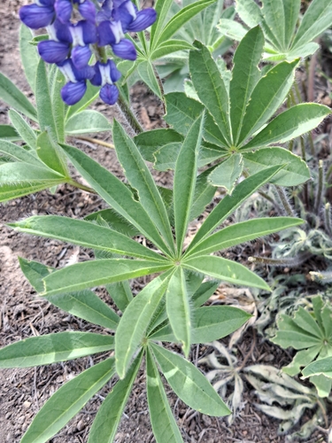 Image of Lupinus prunophilus by no rights reserved