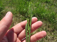 Paspalum laeve