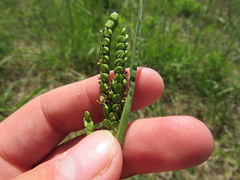 Paspalum laeve