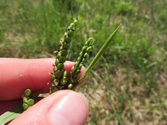 Paspalum laeve