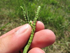 Paspalum laeve