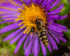 Epistrophella emarginata