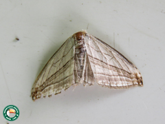 Arcobara tergeminaria