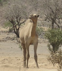 Camelus dromedarius