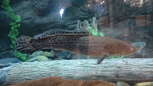 Cá bowfin đực có đốm trên vây lưng bơi trong bể kính trưng bày