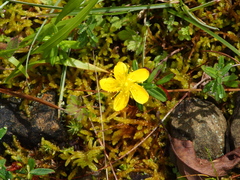 Hypericum nagasawae