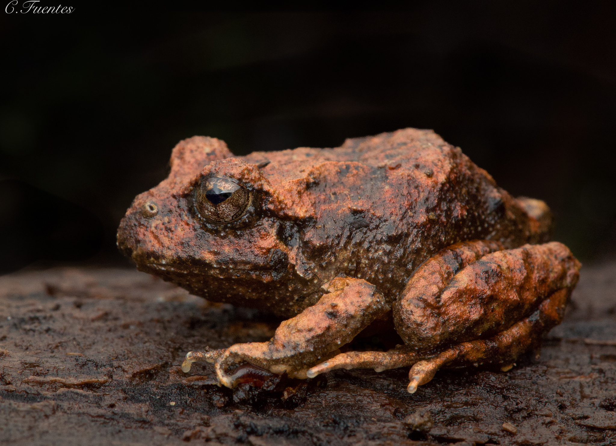 Eupsophus vertebralis Grandison, 1961
