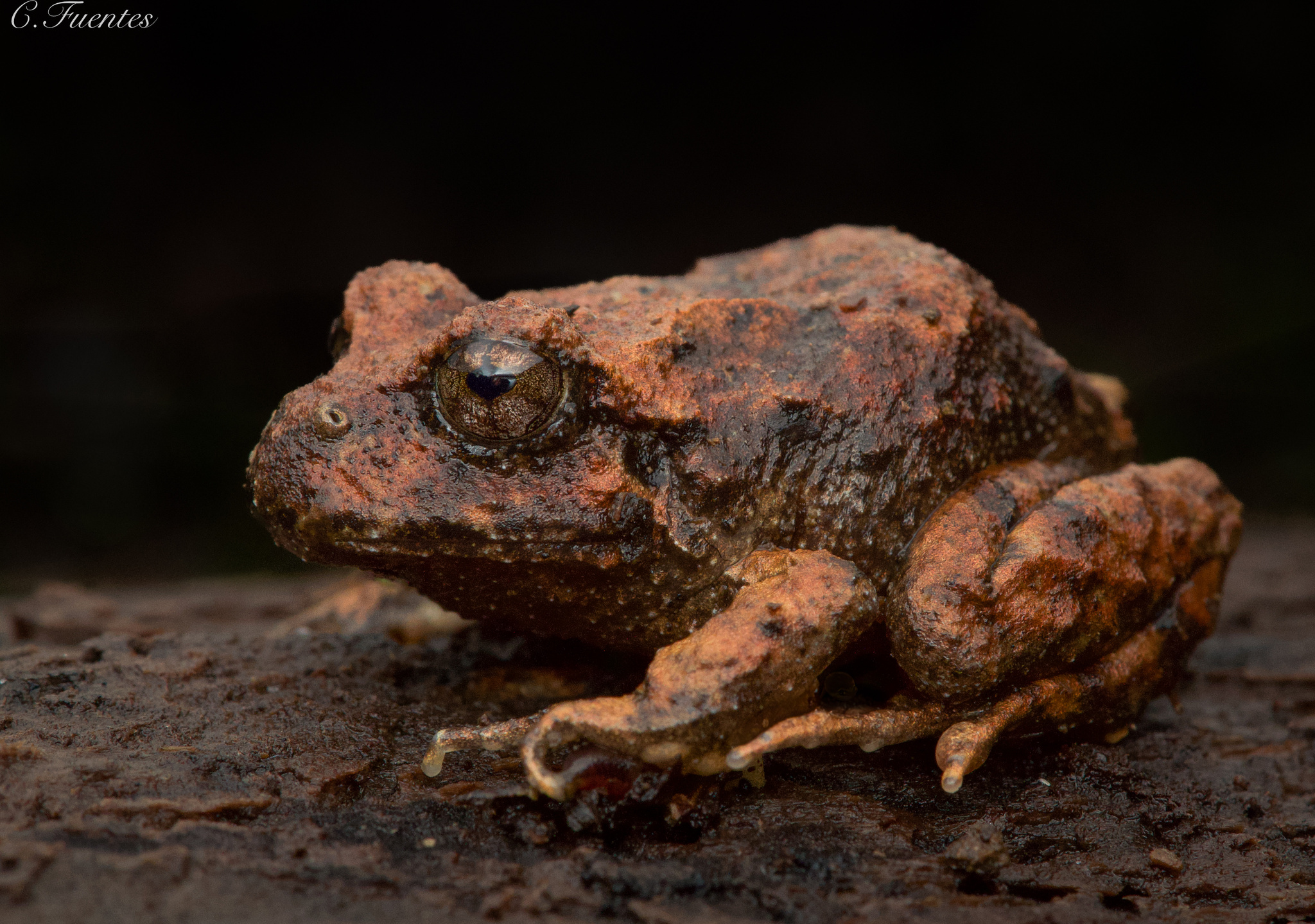 Eupsophus vertebralis Grandison, 1961