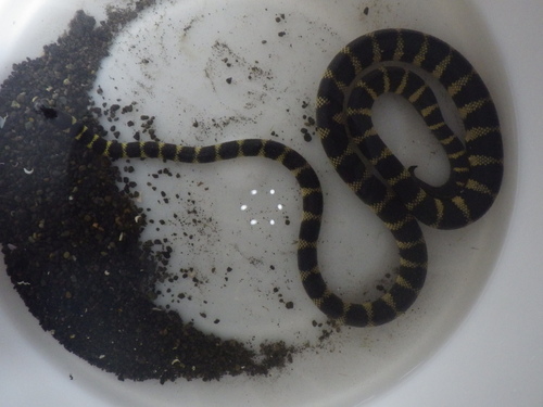 Photo of a Lake Taal Snake (Hydrophis semperi)