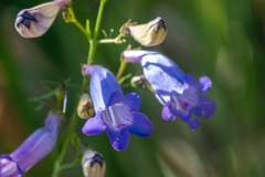 Penstemon stenophyllus