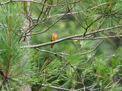 Muscicapa ferruginea