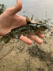 Spotted Bullhead photo 2